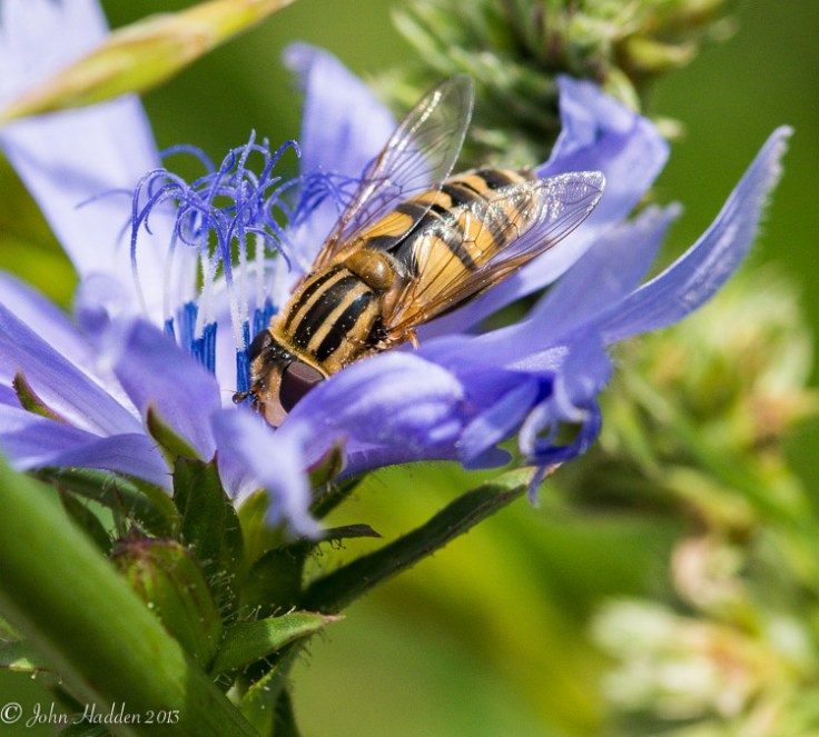 A large bee-like fly works a chicory blossom.