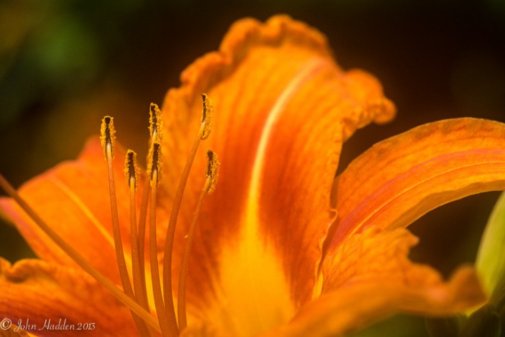 A day lily in hazy, humid morning light