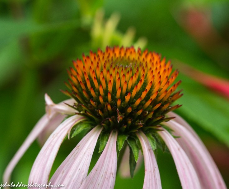 Echinacea, or coneflower, growing in our back garden.