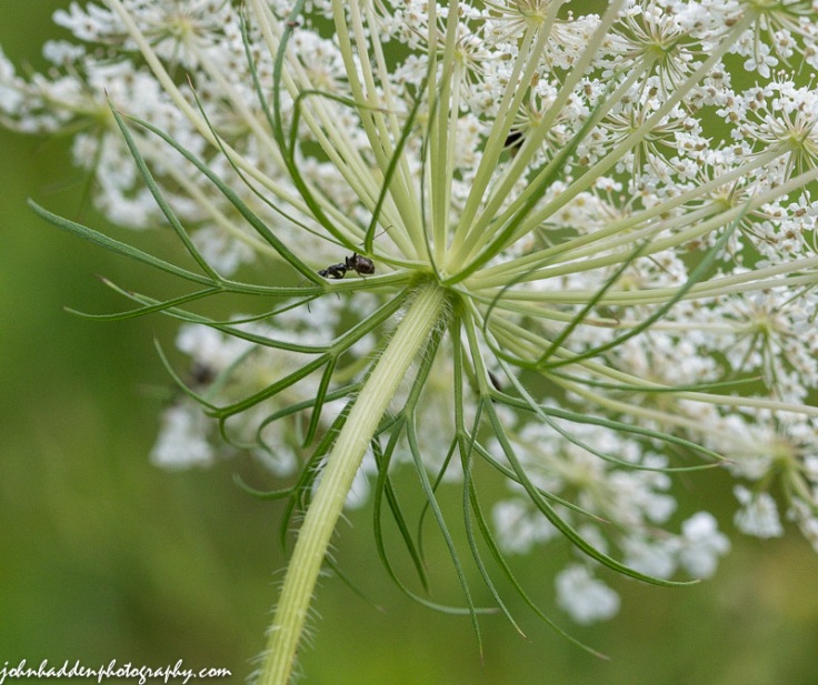 An ant navigates the underside of Queen Anne's Lace