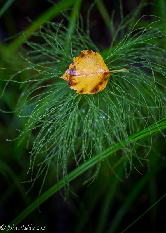 A single bright poplar leaf nests in horsetails along the shore of Indian Lake.