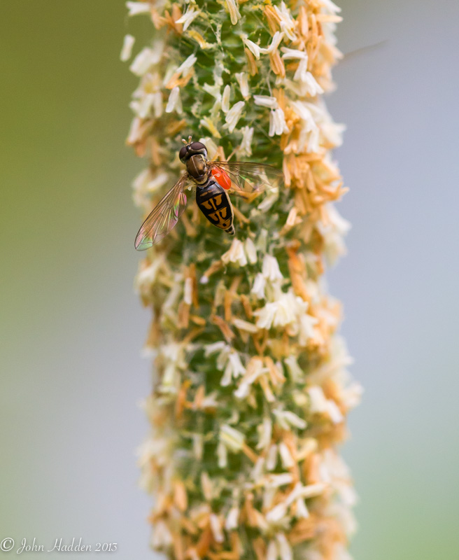 A soldier fly feeds on a blooming grass head.