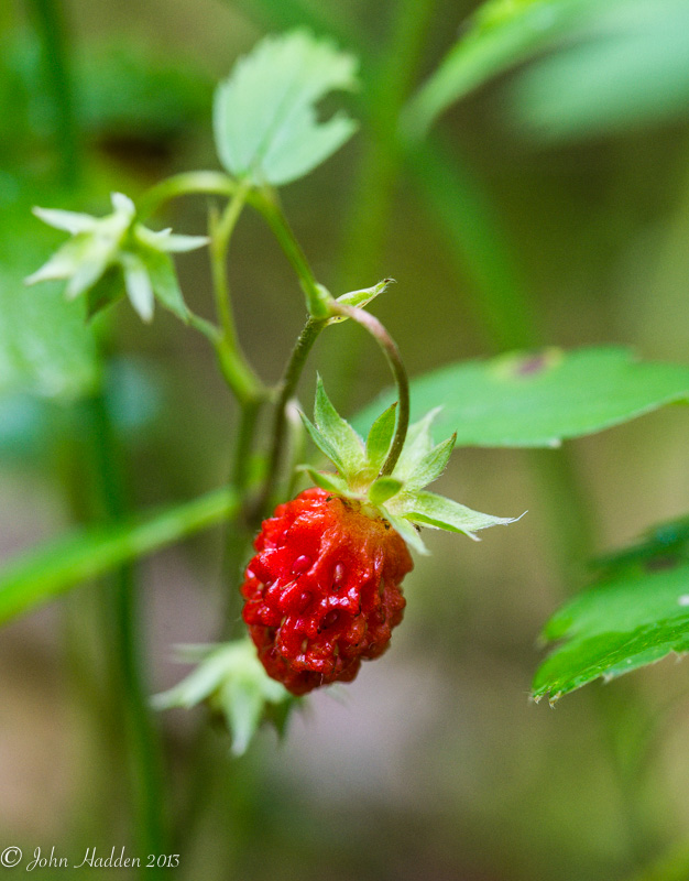Wild Strawberry ripening along Fargo Brook