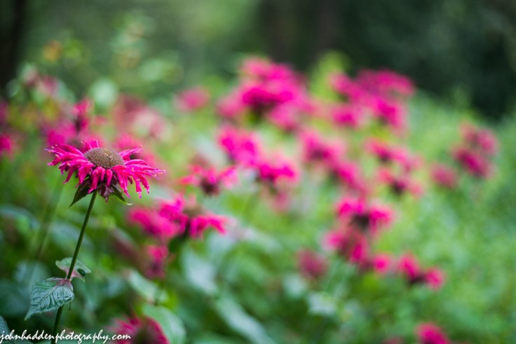 The pond-side bee balm patch in a morning rain