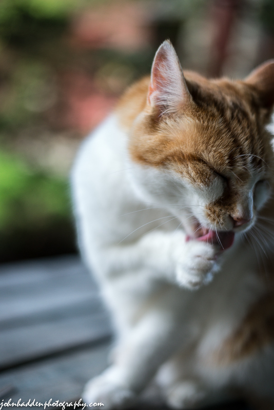 Our elder statesman kitty, Dandelion, gives himself a post-dinner bath.