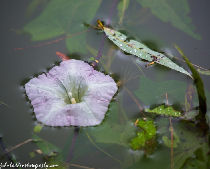A morning glory nearly submerged in our pond