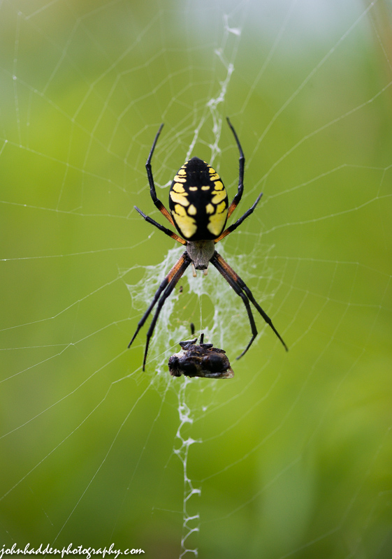 A black and yellow garden spider with a recent catch