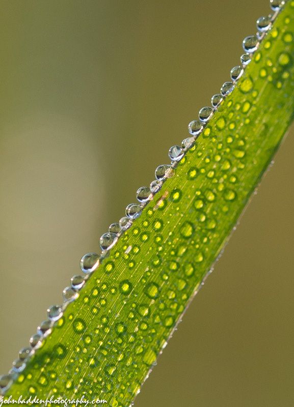 Dew drops edge a blade of grass