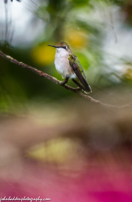 A juvenile ruby-throated hummingbird perches above our bee balm patch