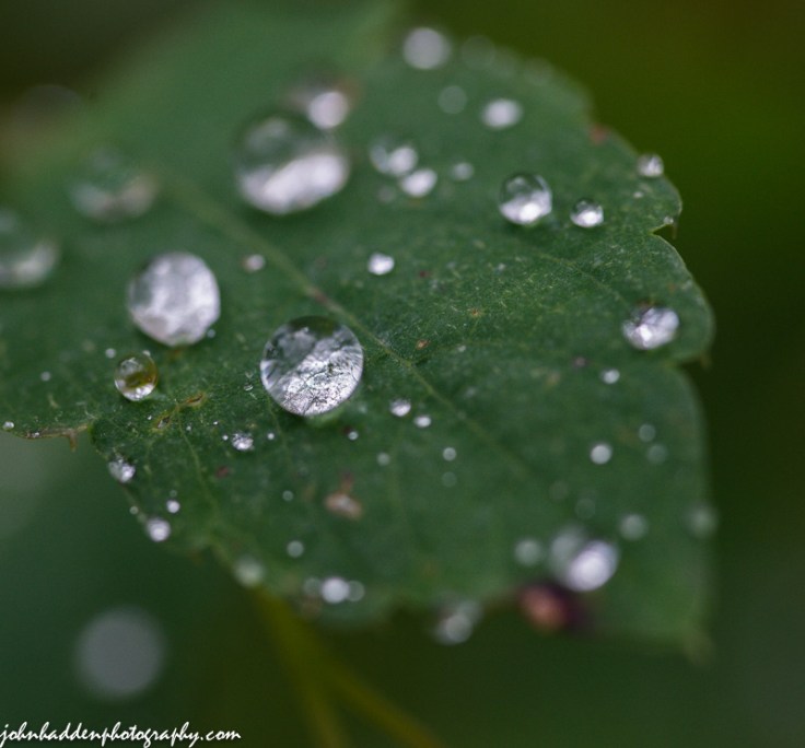 Drops of morning rain bead on the surface of a jewel weed leaf