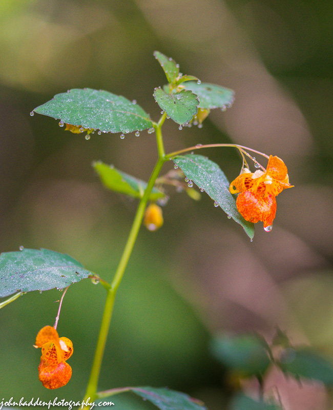 Jewel weed blossoms glisten with morning dew.