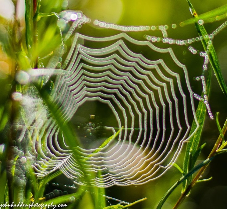 A tiny web hung with morning dew.
