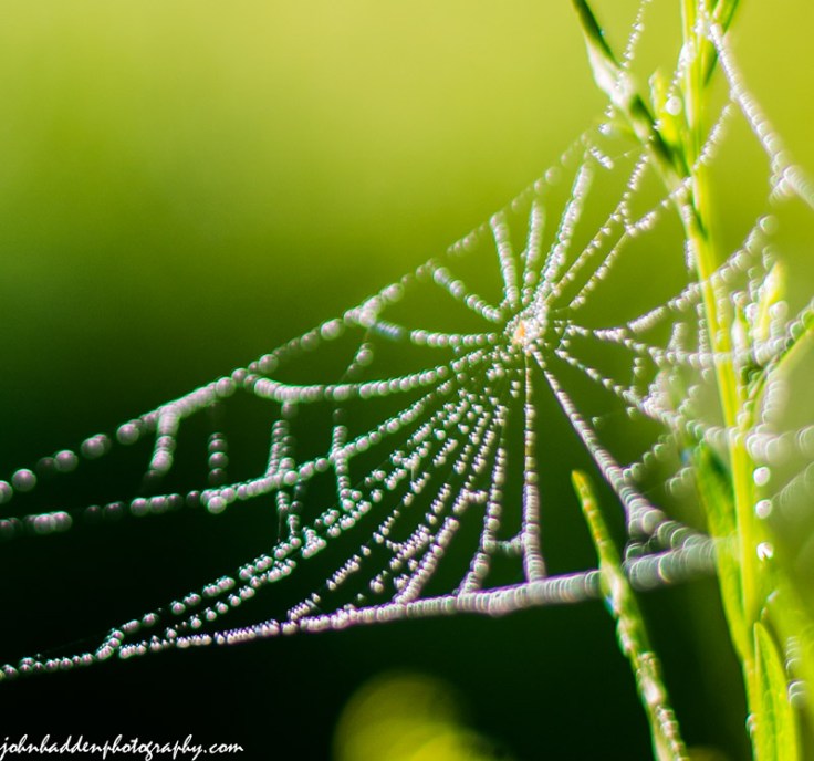 A web of pearls on a dewy morning