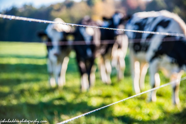Cows and color down the wire