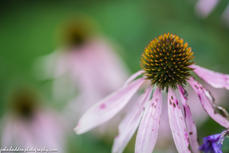 Echinacea fading into fall