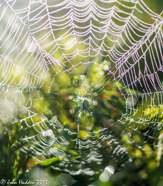 A garden spider waits patiently in her dew soaked web.