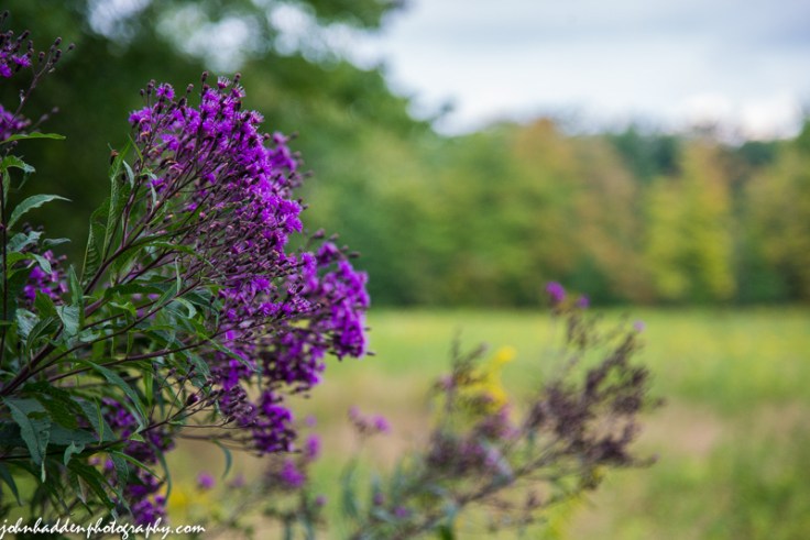 Flowering Joe Pye weed