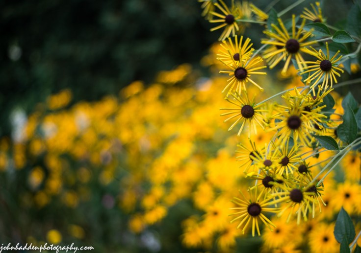 A plethora of rudbeckia blossoms in my Mother's flower garden.
