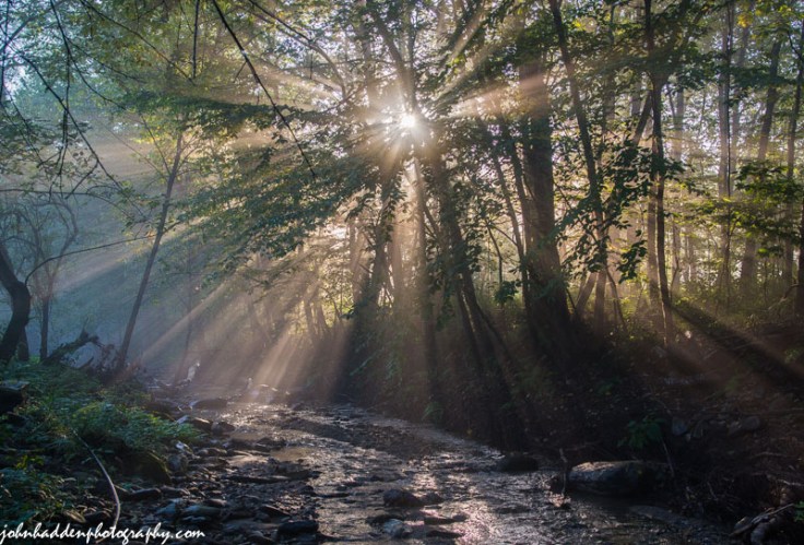 Sunlight streams through humid morning air above Fargo Brook