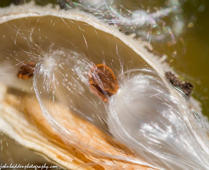 A close look at a milk weed pod