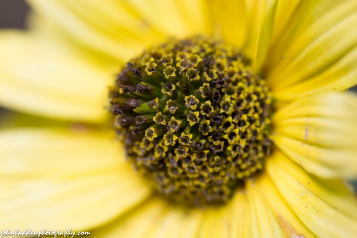 A yellow rudbeckia in our flower garden