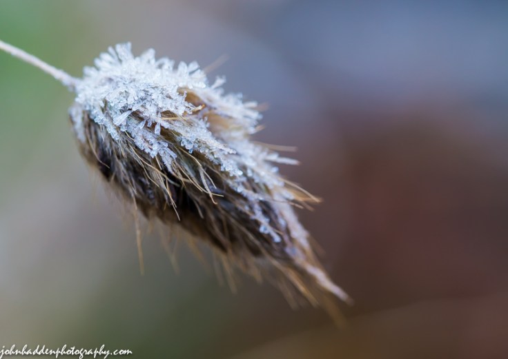 A sparkling of frost on ornamental grass