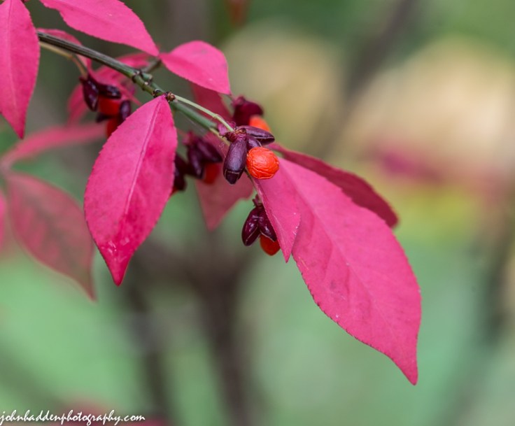 Burning bush in full color down by the brook