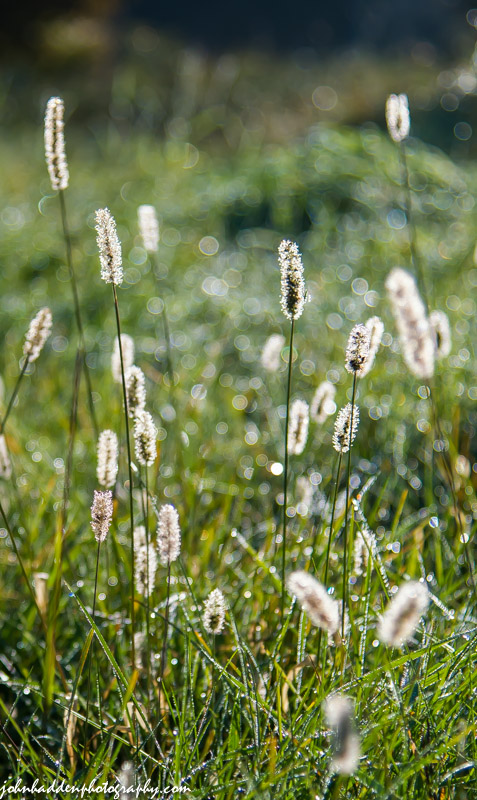 Dew soaked grasses backlit by morning sunlight