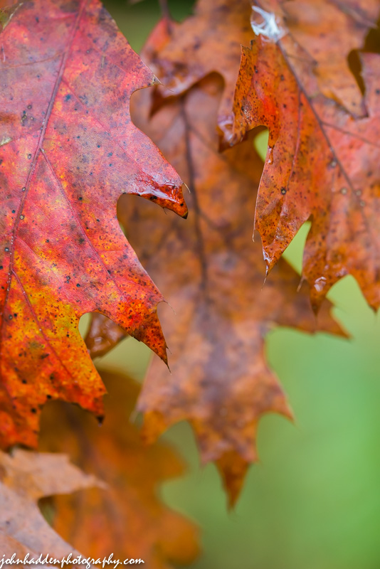 Oak leaves are the last to color...