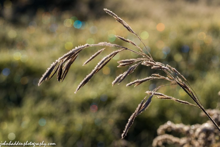 Sparkling frost after our first hard freeze of the season