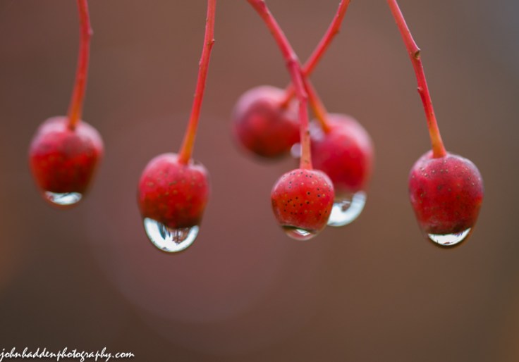 Rain drops cling to Korean mountain ash berries.