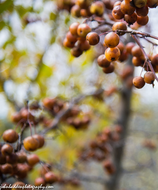 Crab apples at the Green Mountain Audubon Center in Huntington. 