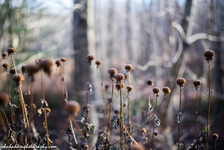 Where once hummingbirds fed, dried bee balm head catch the morning light