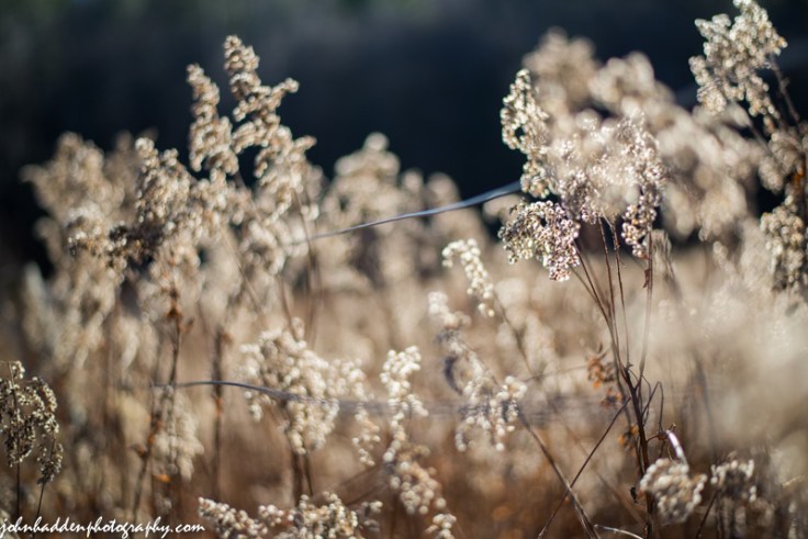 Fall goldenrod in afternoon sun