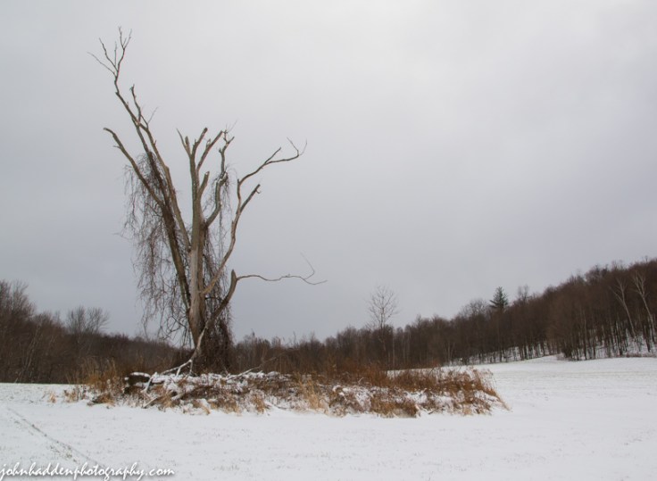 A dead elm tree and first tracks of the season