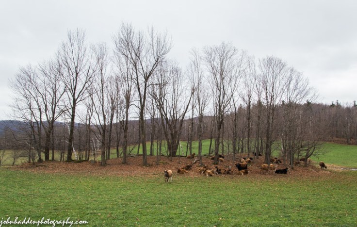 Heifers take a midday rest in a copse of trees on Taft Hill.