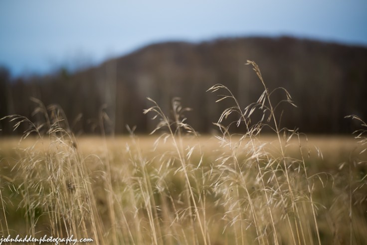 Dried grasses in a nearby field