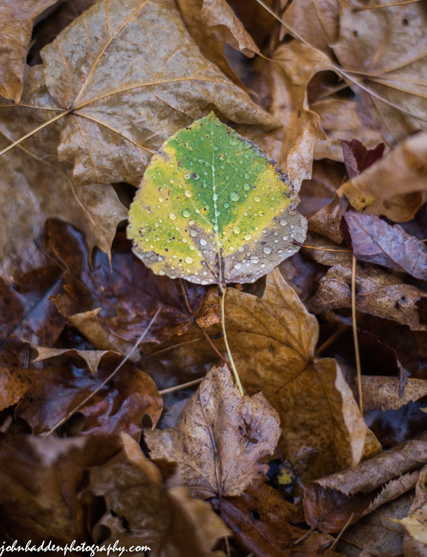 An aspen leaf fades on the forest floor