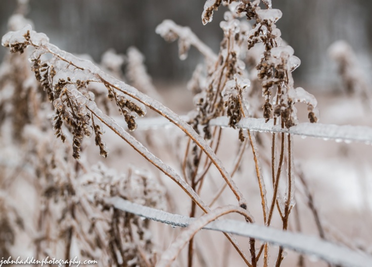 Goldenrod bows under a coating of ice