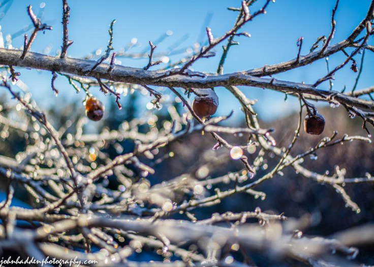 Apples, ice & sunshine
