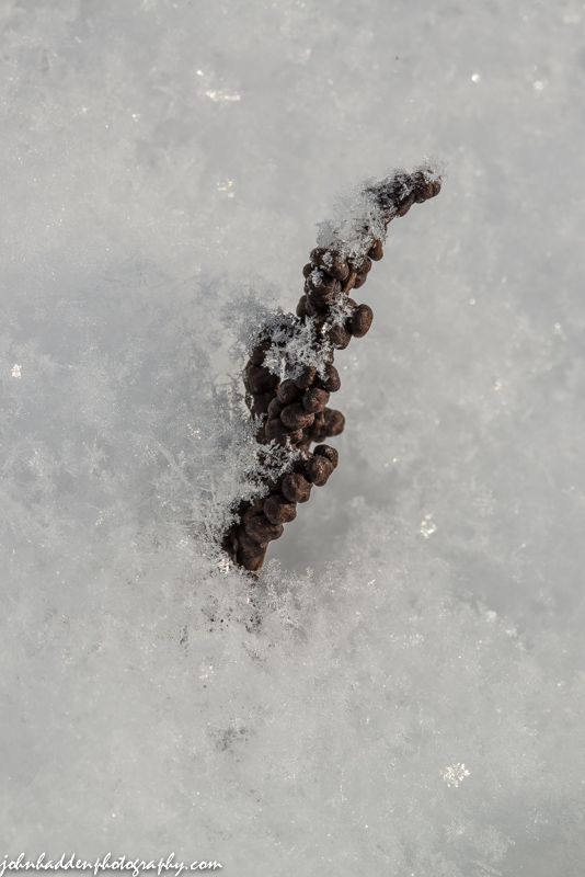 Dried fern seed pods almost buried in snow
