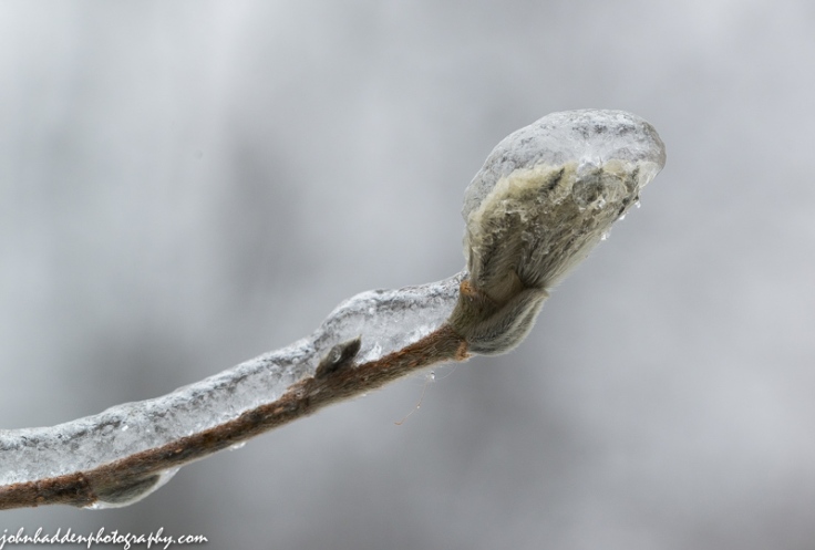 A magnolia bud encased in ice