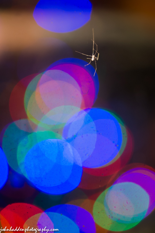 A cob spider climbs an invisible web in our dirty kitchen window, Christmas lights without...