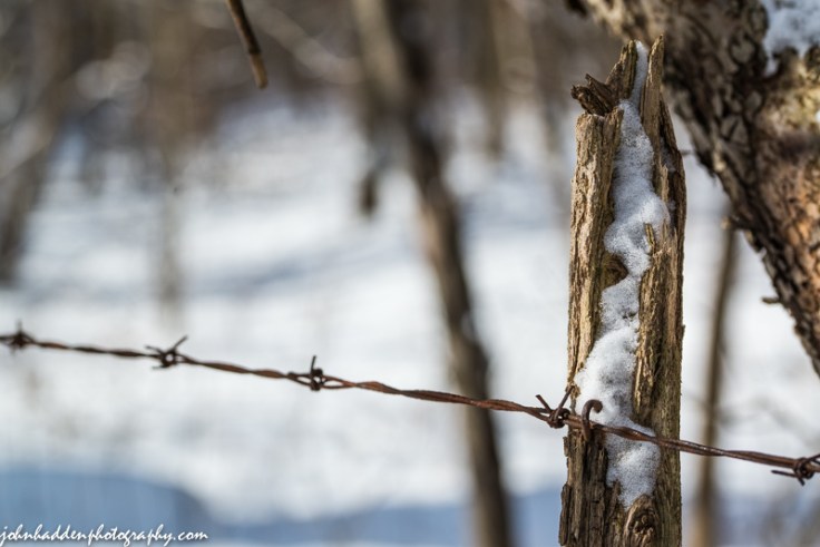An old barbed wire fence near the back of our property