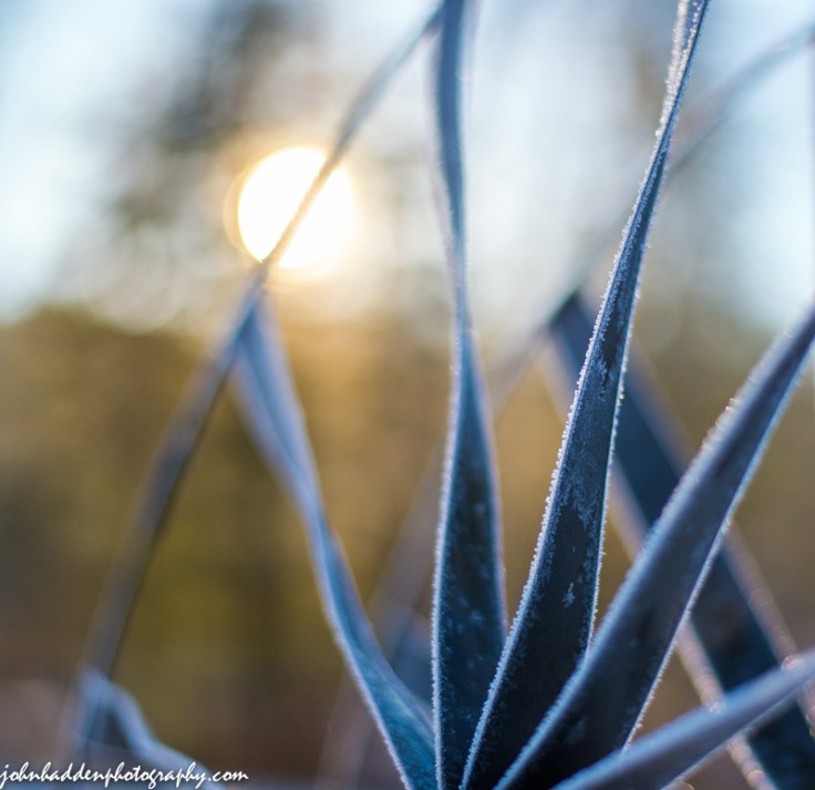 Morning frost on one of our wind sculptures by the pond