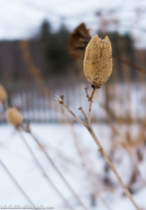 A dried daylily seedpod in our side garden