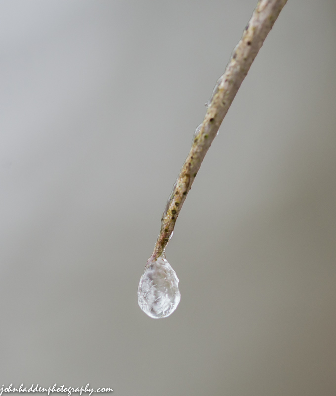 A single frozen raindrop on the end of a buckthorn 