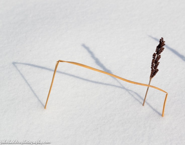 Fern seedpods and bent grass in the snow