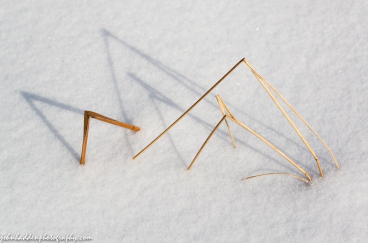 Bent stems in the snow