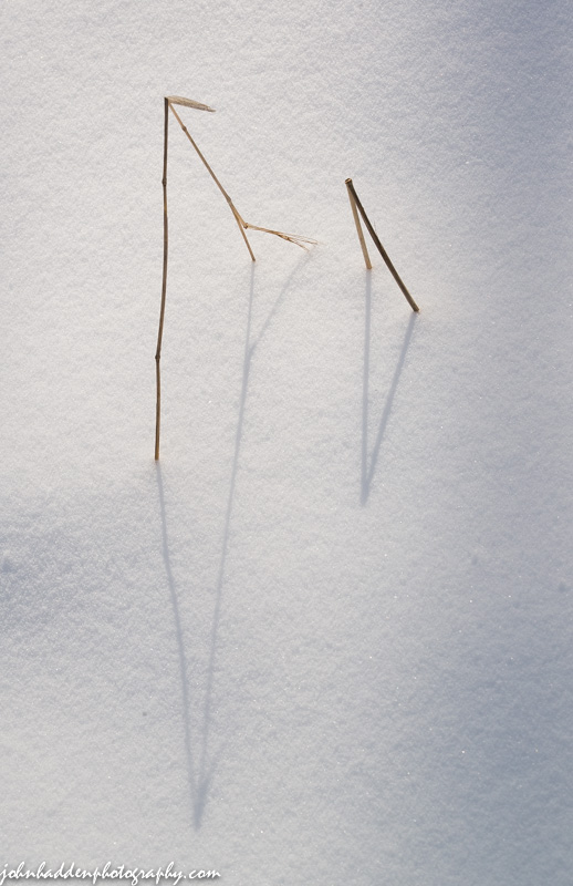 More weeds, snow and shadow